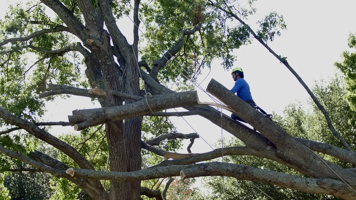 Professional Crown Thinning performed by certified arborists in Castleton