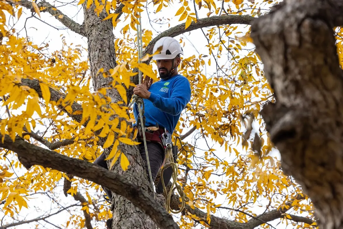 Skilled Tree Transplanting crew working in Castleton