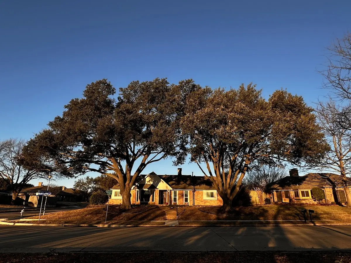 Established residential canopy tree shading a home in Castleton